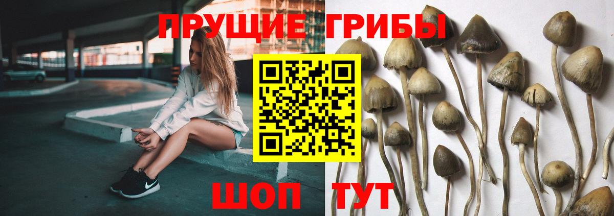 Отрадное  наркотики  Псилоцибиновые грибы ЛСД  Вход с VPN  Галлюциногенные грибы прущие грибы 